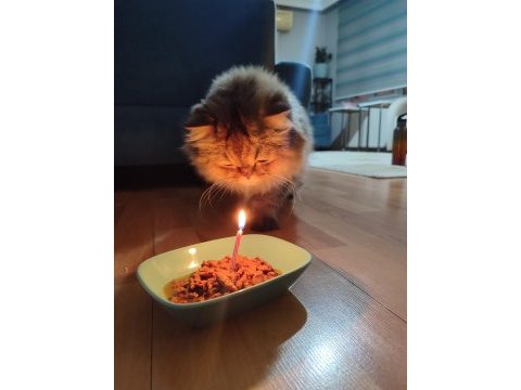 British longhair kızımız sahip arıyor.