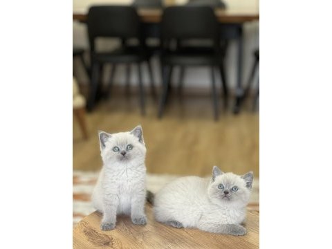 A kalite british shorthair blue point