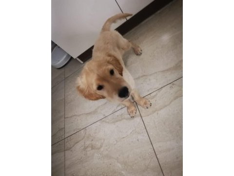 1. kalite safkan golden retriever yavru
