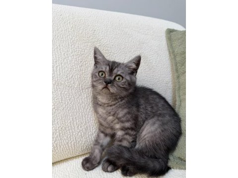 Anne altından kurt adam erkek oyuncu british shorthair