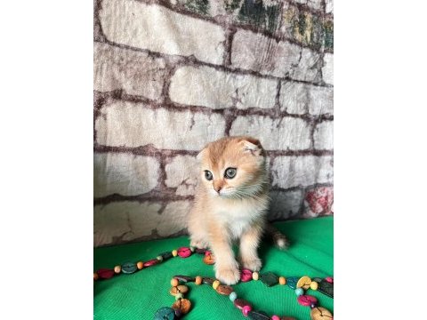 Golden scottish fold