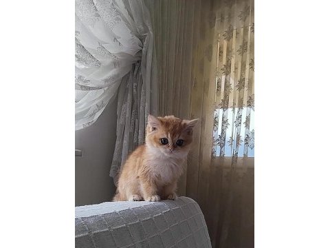 A kalite golden british shorthair bebekler