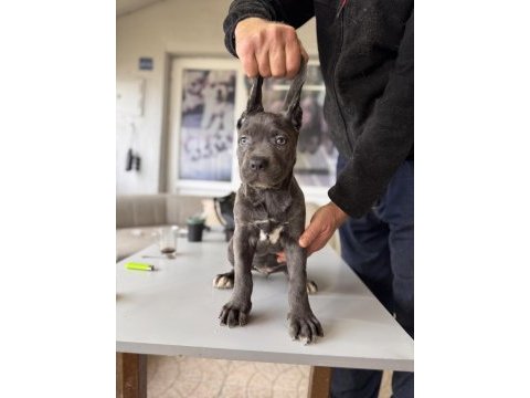 Antik miras cane corso yavrusu