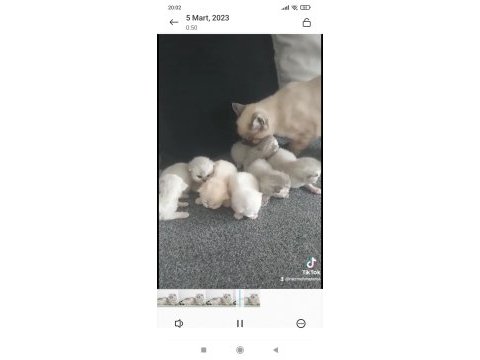 15 günlük scottish fold kediler