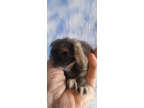 Hollanda teddy lop tavşanı yavrular