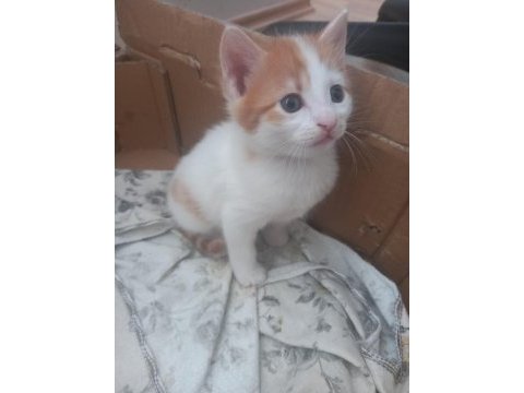 Turuncu beyaz 2 aylık yavru kedimiz