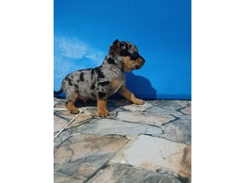 Efsane şivava yavrular