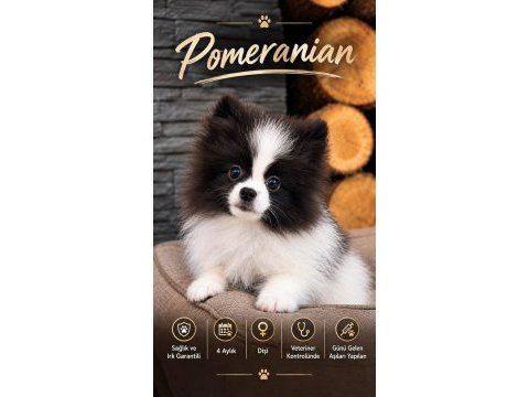 Teddy bear güzelliği ayıcık pomeranian oğlumuz