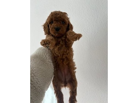 Toy poodle dişi ve erkek