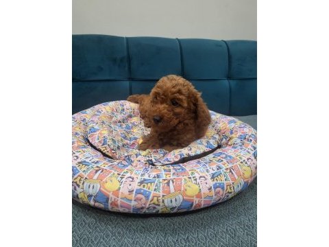 Son erkek poodle yavrum çok iyi fiyat
