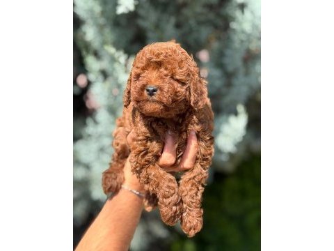 Irk garantili poodle