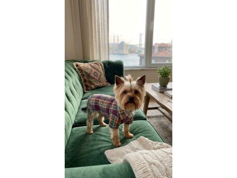 10 aylık erkek küçük boy büyümeyen köpeğimiz
