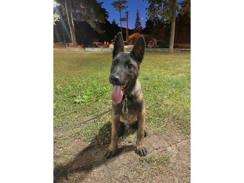 4 aylık malinois belçika kurdu