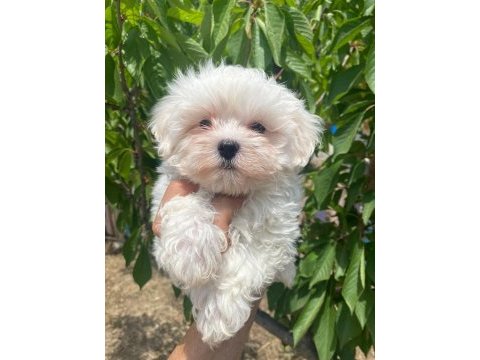 A kalite sağlık ırk garantili yavru köpekler