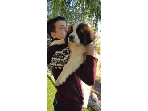 Dev st bernard miniklerimiz