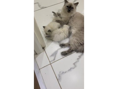 Ragdoll bebekleri