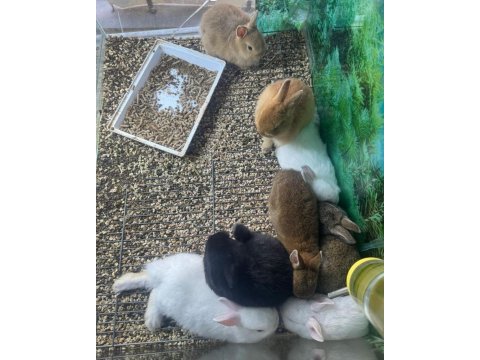 Cüce netherland dwarf tavşanlar