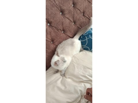 Acil satılık british shorthair