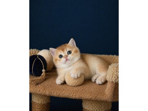 British shorthair golden ve golden point yavrular