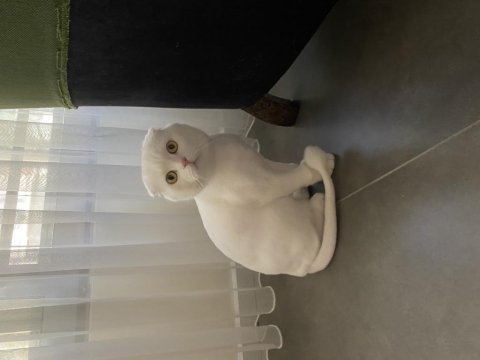Scottish fold yavrumuza yuva ücretsiz sahiplendirme