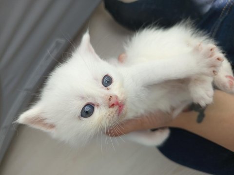 British shorthair yavrularımız