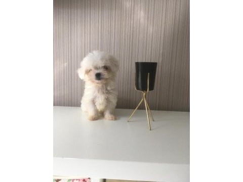 Teacup maltese dişi ve erkek