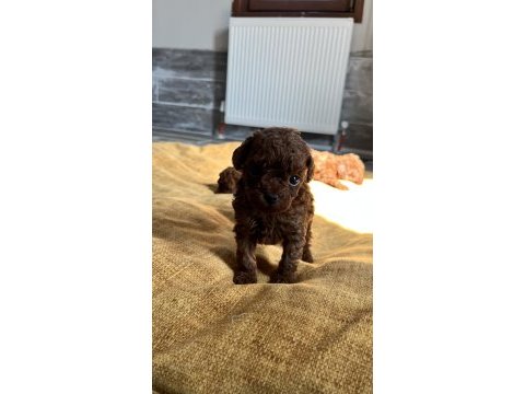 Ev ortamında büyüyen toy poodle bebekler