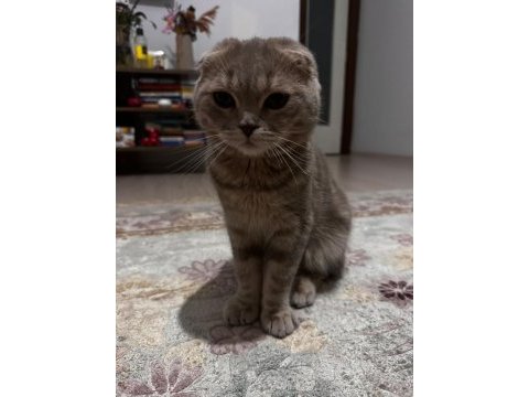 6 aylık erkek scottish fold