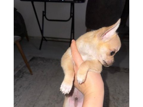2 aylık chihuahua erkek yavrusu
