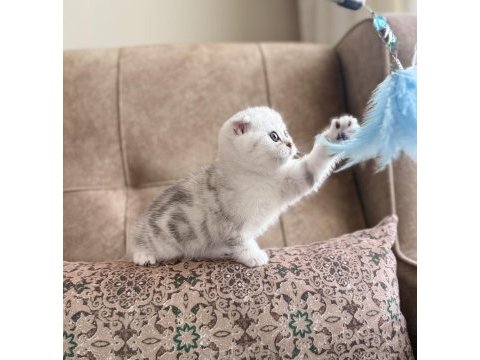 Full şecereli anne babanın premıum scottish fold bebeği