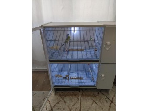 Renk güzelleri muhabbet kuşu ve cennet papağanı
