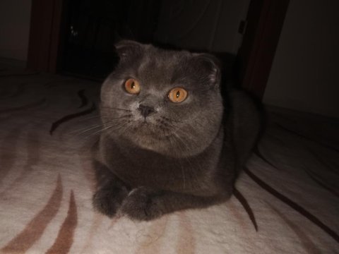 Scottish fold erkek kedimiz