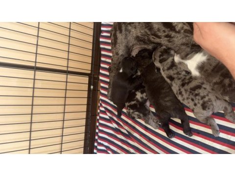 2.5 hafta sonra hazır exotic french bulldog 4 adet