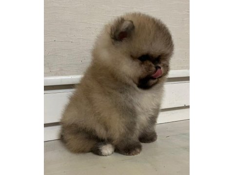Dişi ve erkek pomeranian