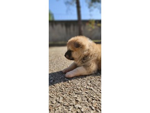 Japon akita inu 2 buçuk aylık yavrularımız mevcuttur