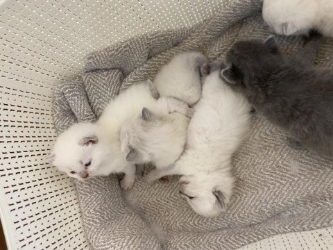 British shorthair kediler vakti gelince sahiplendirilecek