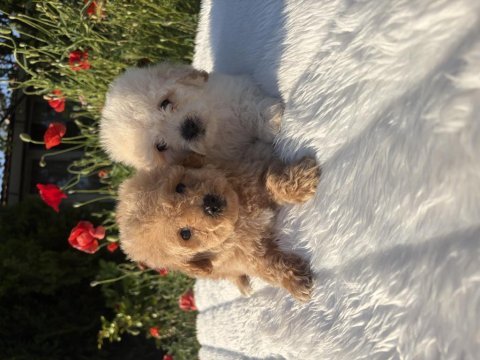 Maltipoo erkek yavrular
