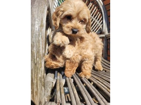 A kalite maltipoo yavrular