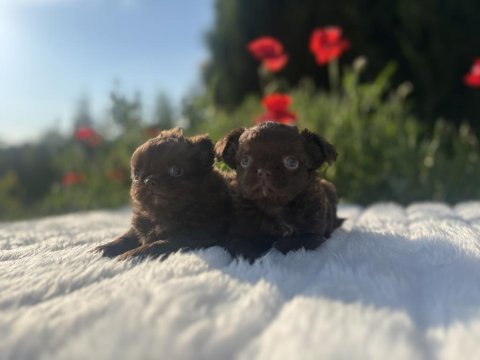 Show kalite şivava erkek yavrularımız