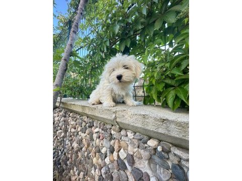 4 aylık erkek maltipoo yavrum tam çiş eğimli pede yapıyor