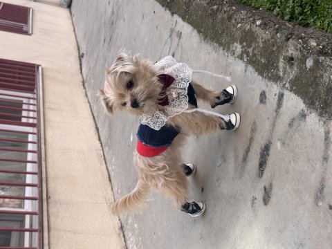 İnsan canlısı köpeğimiz mars
