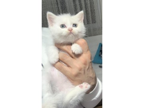 Evden safkan scottish fold yavrular