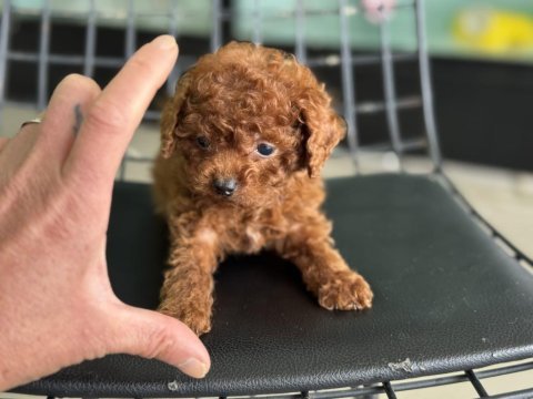 Petmode köpek çiftliğinde tea cup poodle yavrular