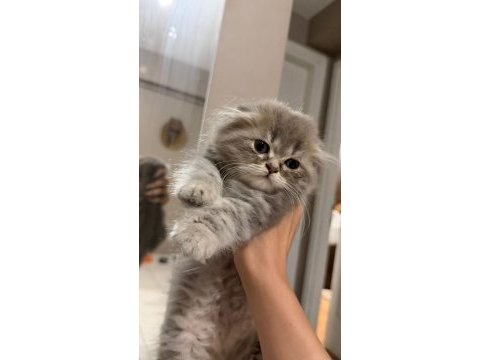 Scottish fold kedisi