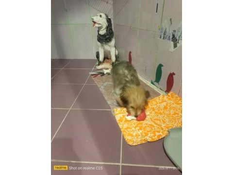 Köpeğimizle ücretsiz iyi bakacak olan ilgilensin lütfen