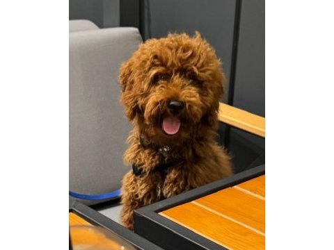4 aylık toy poodle
