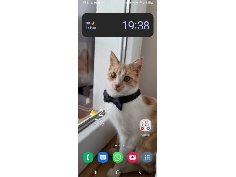 5 yaşında akıllı boylu poslu kısır erkek kedimiz ücretsiz