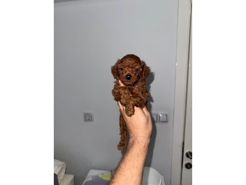 Korkan dark brown poodle bebekler