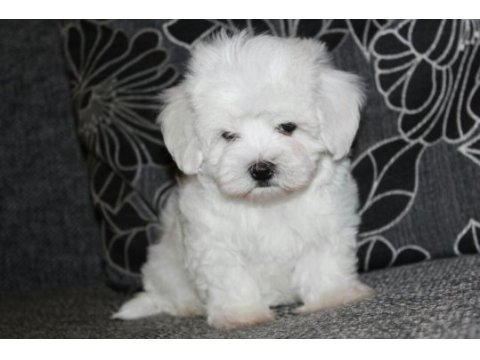 İnanılmaz güzellikler maltese terrier