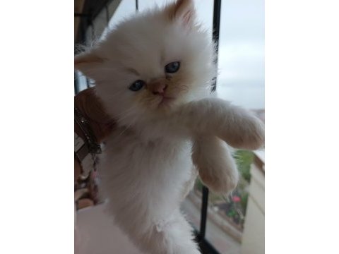 İran persian yavru